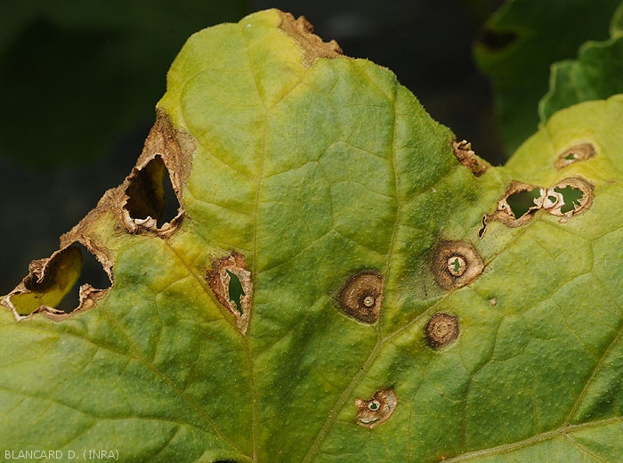 Detail of well evolved lesions: the decomposed central tissues split, disintegrate and fall.  Note that the leaf blade of this melon leaf is rather chlorotic.  (<i>Myrothecium roridum</i>)
