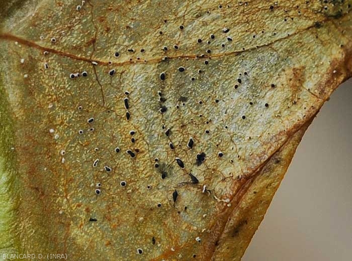 Appearance of greyish to black sporodochia formed on the lesions, particularly on the leaves.  <b><i>Myrothecium roridum</i></b>