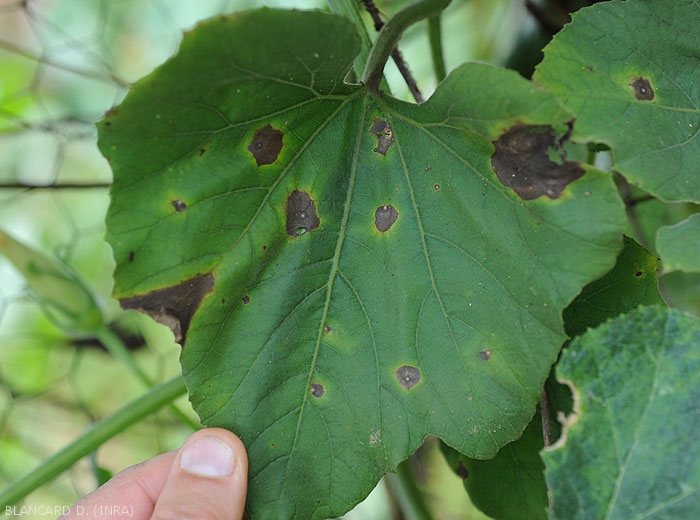 Appearance of lesions caused by <i>Myrothecium roridum</i> on calabash leaf (<i>Lagenaria siceraria</i>)