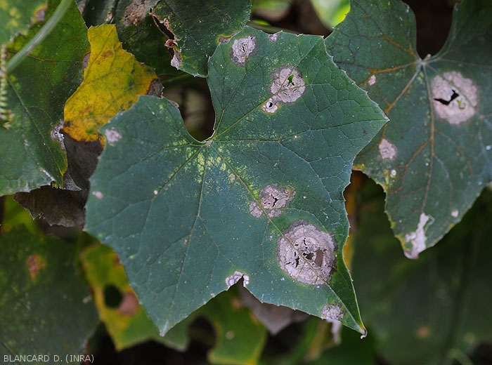 Appearance of lesions caused by <i>Myrothecium roridum</i> on sponge gourd leaf (<i>Luffa aegyptiaca</i>)