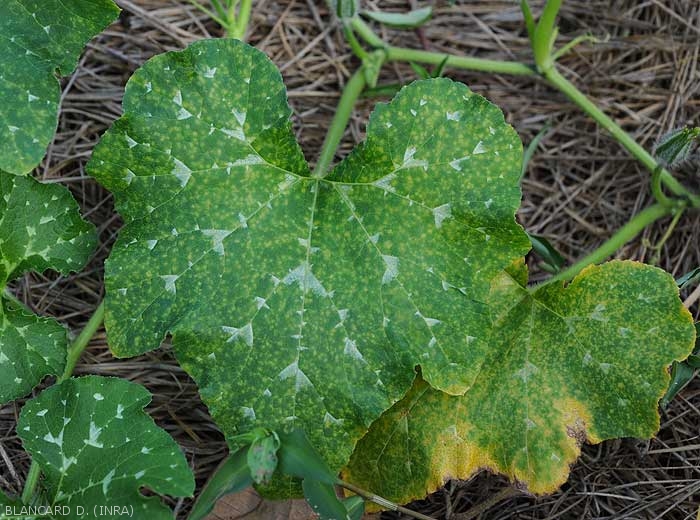 Appearance of mildew spots on several Nice squash leaves.  <i><b>Pseudoperonospora cubensis</b></i> (downy mildew)