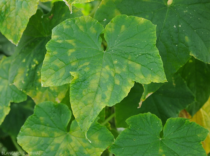 Another aspect of mildew spots on cucumber leaves.  <b><i>Pseudoperonospora cubensis</i></b> (downy mildew)
