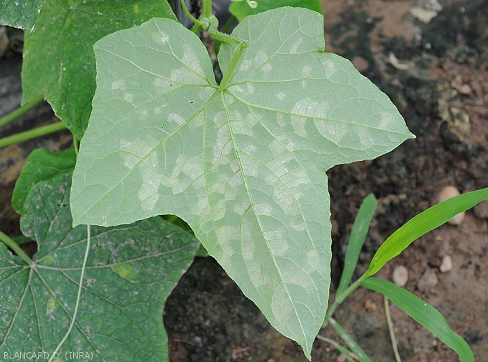 On the underside of this cucumber leaf the angular spots are lighter, but well delimited by the veins.  <b><i>Pseudoperonospora cubensis</i></b> (mildew, downy mildew)