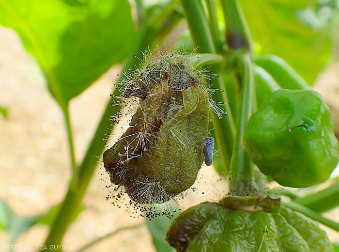 This young pepper is completely rotten.  The moist, dark green, deliquescent tissues gradually become covered with the characteristic mold of <i><b>Choanephora cucurbitarum</b></i>.  It should be noted that on peppers this fungus frequently penetrates the fruits via the remains of senescent floral parts.  (rot in Choanephora)