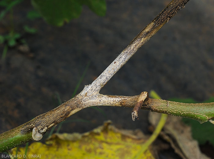 This eggplant twig shows a lesion extending over several centimeters.  Rather dark to blackish in color on the periphery, it is lighter or even white in its center.  <b><i>Phomopsis vexans</i></b>