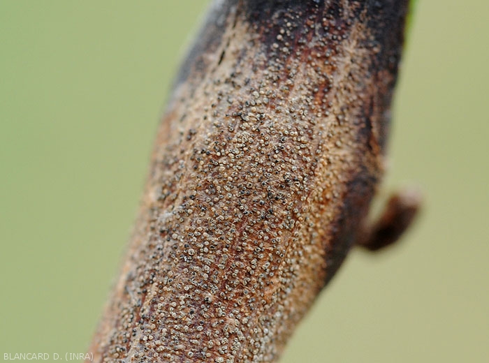 Detail of mature grayish pycnidia produced by <i><b>Pilidiella diplodiella</i></b>on a lesion on a vine branch.  (white rot).