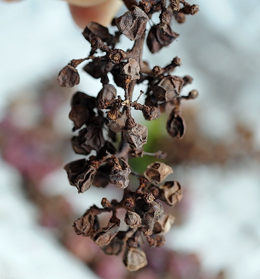 All the berries in this bunch of grapes are fully mummified, some have fallen.  <i><b>Pilidiella diplodiella</i></b> (white rot).