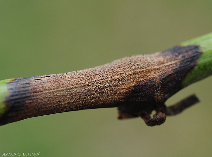 Detail of a lesion caused by <i> <b> Pilidiella diplodiella </b> </i> on a vine branch.  (white rot)