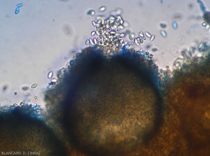 Release of conidia by the ostiole of a <i> <b> Pilidiella diplodiella </b> </i> pycnidia (white rot).