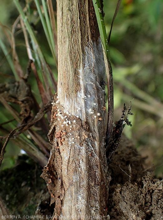 The lower part of this pepper plant is partially covered with the mycelium of (<i><b>Sclerotium rolfsii</i></b>);  sclerotia form locally: initially white, they gradually turn brown.