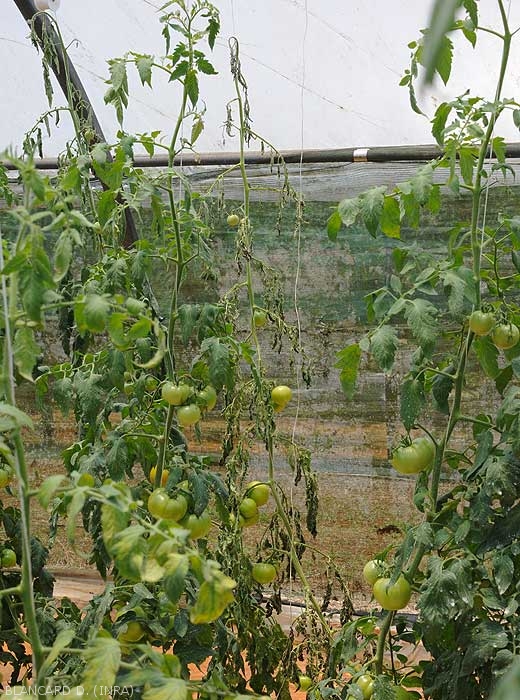 Rapid and irreversible wilting of a tomato plant grown under cover.  Note the absence of symptoms on the contiguous feet.  <b><i>Ralstonia solanacearum</i></b> (bacterial wilt, bacterial wilt).
