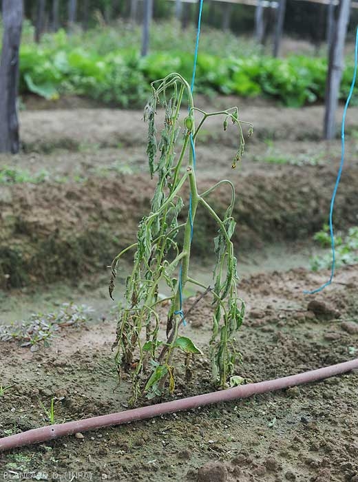 Rapid and early wilting of a young tomato plant produced in the field.  this is irreversible, some leaflets have yellowed and become necrotic.  <b><i>Ralstonia solanacearum</i></b> (bacterial wilt).