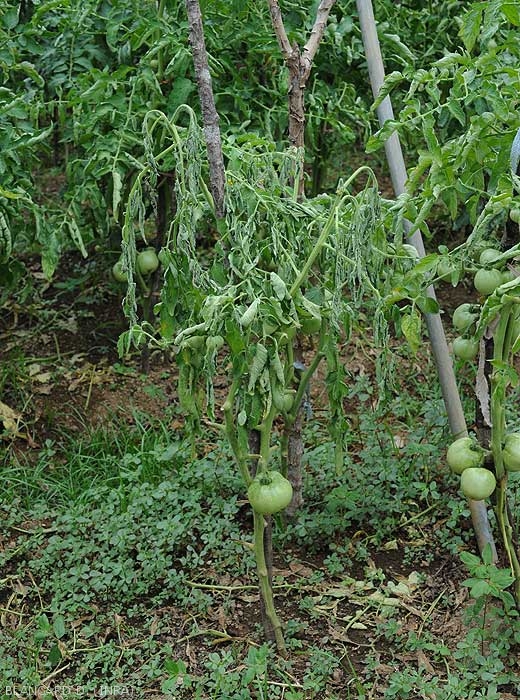 Partial wilting of a fruit-bearing plant grown in the open field.  <b><i>Ralstonia solanacearum</i></b> (bacterial wilt)