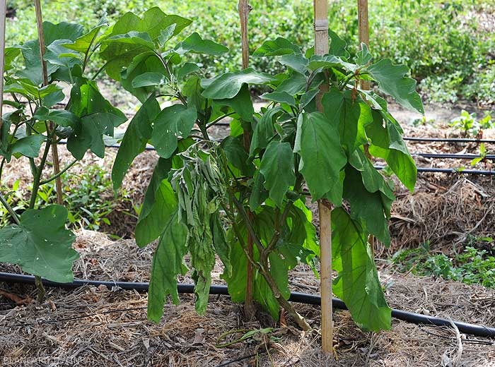 Sudden withering of the leaves of a branch of this aubergine plant.  <b><i>Ralstonia solanacearum</i></b> (bacterial wilt)