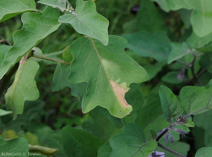 Partially wilted and dried eggplant leaf, it is called unilateral wilt.  <b><i>Ralstonia solanacearum</i></b> (bacterial wilt)