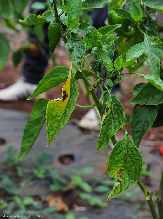 Several leaves of this pepper plant show necrotic spots on some leaves.  <i>Colletotrichum</i> sp.  (anthracnose)