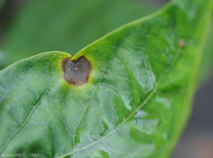 Detail of a young lesion on a pepper leaf (upper side).  <i>Colletotrichum</i> sp.  (anthracnose)