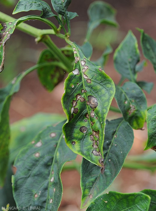 This pepper leaf is covered with irregular necrotic lesions, more or less extensive, of a brown-grey hue.  <i>Colletotrichum</i> sp.  (anthracnose)