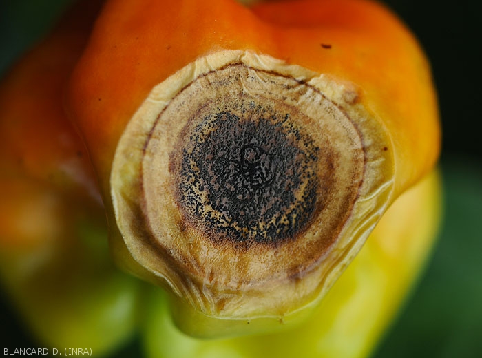 Detail of the stroma and acervuli formed by a <i>Colletotrichum</i> sp.  on a spot on pepper fruit.  (anthracnose)