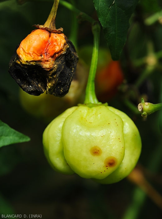Young moist, circular and reddish lesions on green pepper fruit.  <i>Colletotrichum</i> sp.  (anthracnose)