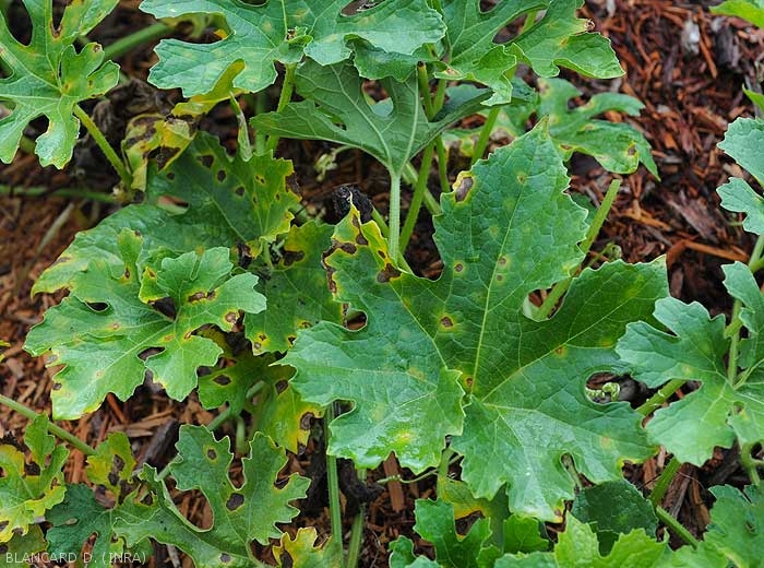 Brown spots dot several leaves of this zucchini plant.  Note the well-marked halo around some of them.  <i><b>Colletotrichum orbiculare</b></i> (anthracnose)
