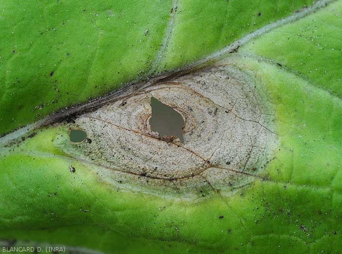 On this lesion on this cabbage leaf, we can better distinguish the discreet concentric patterns present on the necrotic tissues.  <i>Alternaria brassicicola</i> (early blight)