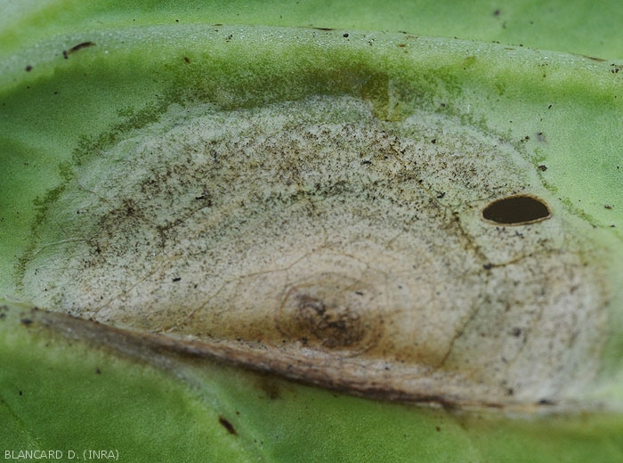 The spots are rather circular, revealing a more or less marked yellow halo.  Some have developed along the edge of the blade of this cabbage leaf.  <i>Alternaria brassicicola</i> (early blight)