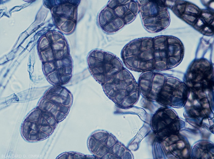 Detail of the conidia of <i><b>Stemphylium vesicarium</b></i> (Stemphyliosis - gray leaf spot)