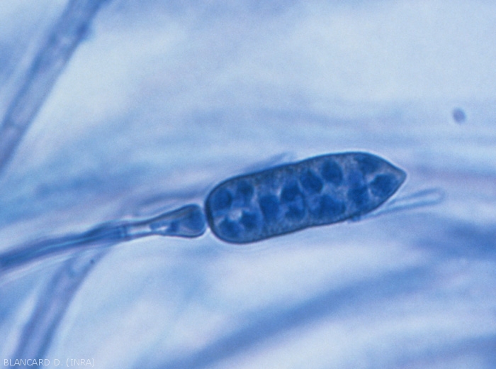 Les conidiophores de <i><b>Stemphylium floridanum</b></i>, comme ceux de <i>S. solani</i>, sont cloisonnés, rigides, plus ou moins long et mélanisés, avec une extrémité enflée. A partir de celle-ci se forment des conidies mûriformes. (Stemphyliose - grey leaf spot)