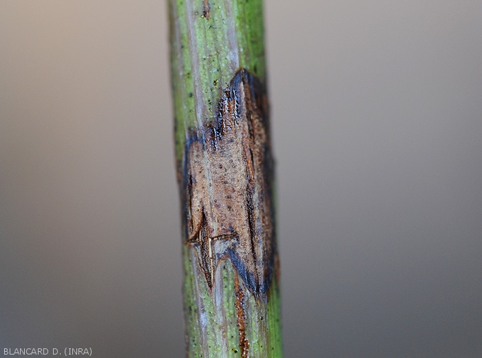 Young canker lying on a green twig.  The bark begins to split in places.   <i><b> Pilidiella diplodiella </b></i> (white rot)