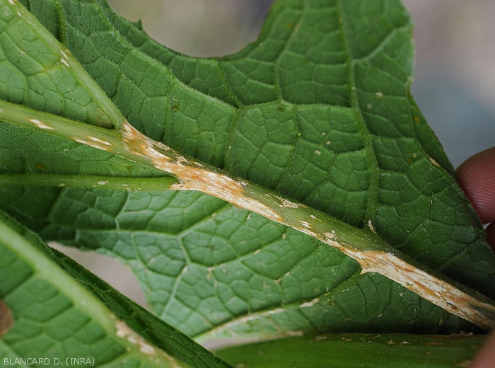 Cankerous spots on the veins of a courgette leaf made up of small confluent lesions.  <b><i>Monographella cucumerina</b></i> (plectosporiosis)