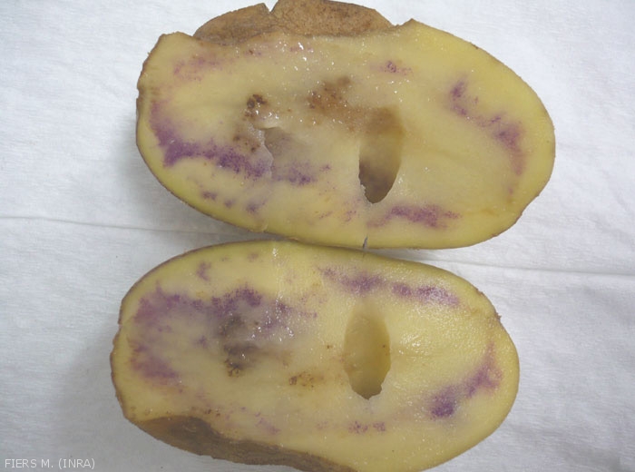 Potato Pink Pigmentation Of The Flesh Or Of The Skin