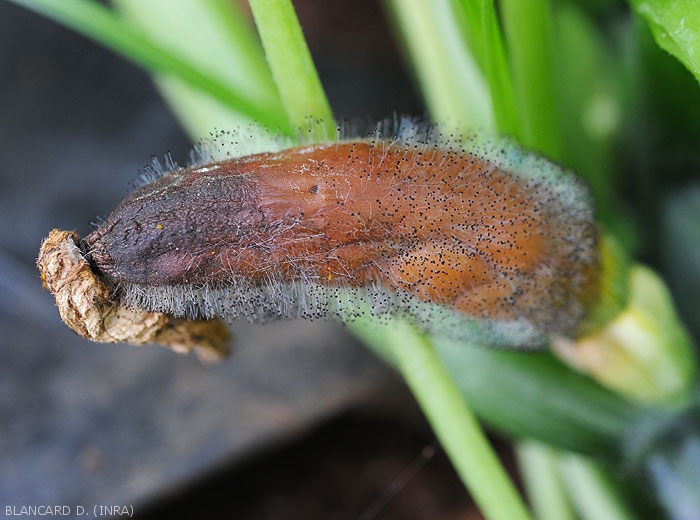Young zucchini fruit completely rotten by <i><b>Choanephora cucurbitarum</b></i>.  The moist, brown tissues gradually decompose and are covered by a blackish mold.  (Choanephora rot, cucurbit flower blight)