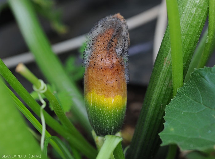 After settling on the tip of this young fruit, <i><b>Choanephora cucurbitarum</b></i> caused a wet, brown rot and sporulated profusely on the damaged tissues.  (Choanephora rot, cucurbit flower blight)