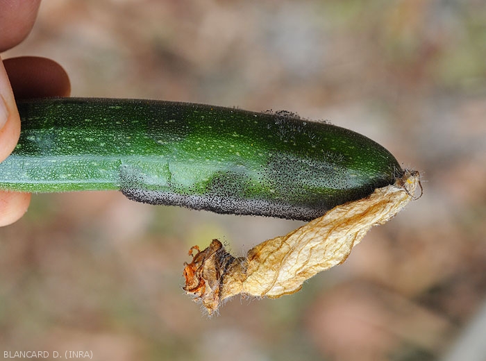 <i><b>Choanephora cucurbitarum</b></i> produces a characteristic rather airy blackish mold on this fruit.  (Choanephora rot, cucurbit flower blight)