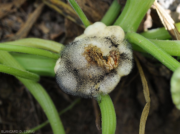 Young patisson on which <i><b>Choanephora cucurbitarum</b></i> has settled from senescent sepals.  The weathered tissues are covered by the characteristic mold that it forms.  (Choanephora rot, cucurbit flower blight)