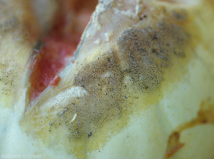 Detail of a portion of rotten melon fruit on which <i><b>Choanephora cucurbitarum</b></i> has sporulated.  (Choanephora rot, cucurbit flower blight)