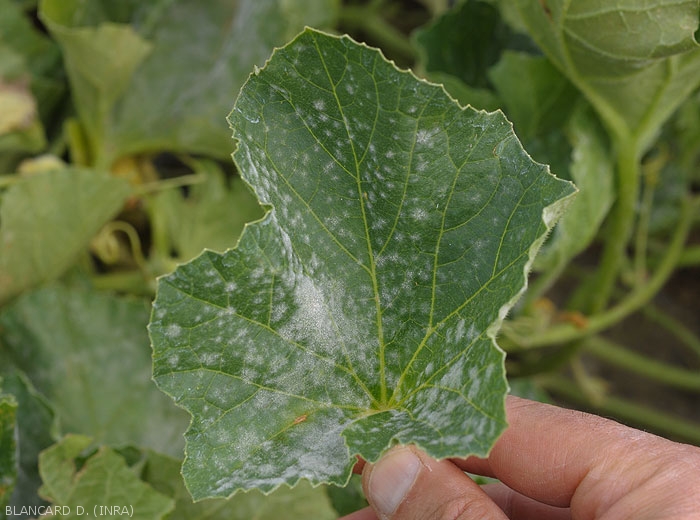 Very many whitish powdery spots now cover a good part of the blade of this melon leaf, some of them have merged in places.  <i><b>Podosphaera xanthii</b></i> or <i><b>Golovinomyces cichoracearum</b></i> (powdery mildew)