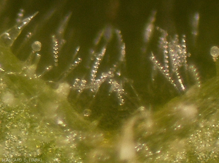 Observation with a binocular magnifying glass of the mycelial colonies of the 2 fungi responsible for powdery mildew makes it possible to observe their conidiophores at the end of which conidia are formed in chains.  <i><b>Podosphaera xanthii</b></i> or <i><b>Golovinomyces cichoracearum</b></i>