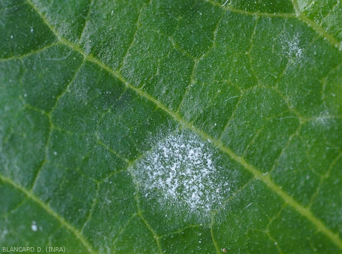 Appearance of a young mycelial colony of <i><b>Podosphaera xanthii</b></i> or <i><b>Golovinomyces cichoracearum</b></i> growing on a melon leaf.  (oidium)