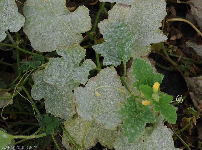 Melon leaves more or less affected by the two oidium <i><b>Podosphaera xanthii</b></i> or <i><b>Golovinomyces cichoracearum</b></i>.  (oidium)