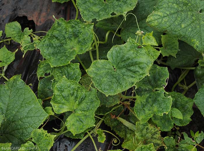 Detail of mosaic cucumber leaves.  <b>Zucchini yellow mosaic virus</i> (ZYMV)
