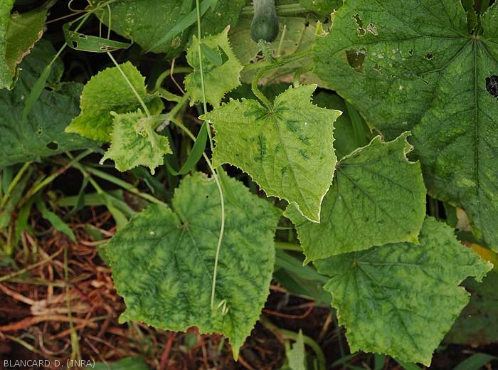 On these partially deformed cucumber leaves, the nearby tissues have a locally darker hue: a symptom called vein banding by the Anglo-Saxons.  <b><i>Zucchini yellow mosaic virus</i></b> (ZYMV)