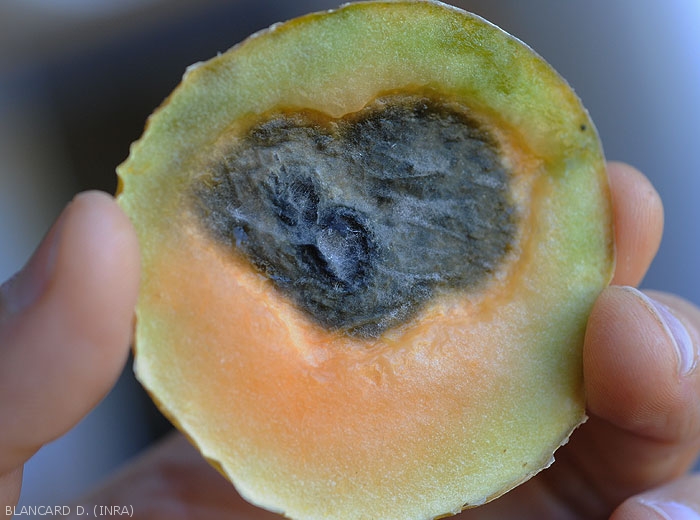 The development of <i><b>Didymella bryoniae</i></b> inside this melon has given its flesh a rather characteristic black hue.  (black rot)