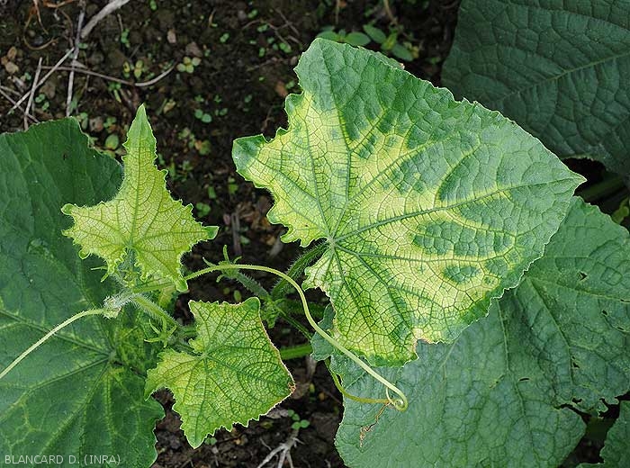 The blade of these young cucumber leaves has a fairly uniform lemon yellow tint, only the veins remaining green.  (<b>phytotoxicity</b>)