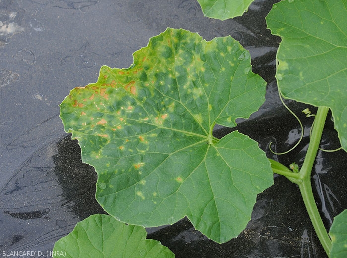 Chlorotic and necrotic lesions on melon leaf.  (<b>phytotoxicity</b>)