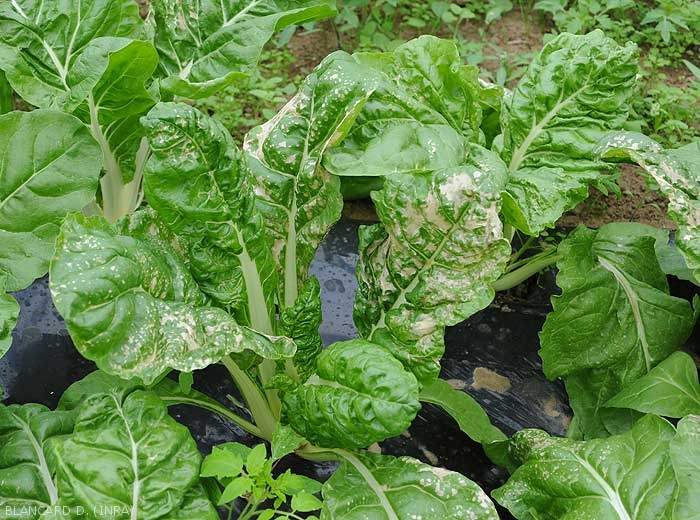 Whitening and drying of the interveinals on several chard leaves.  (<b>phytotoxicity</b>)