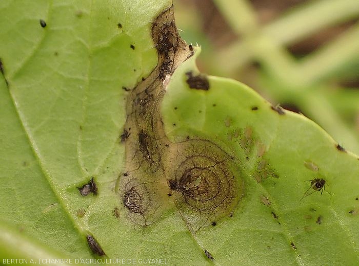 Alternaria spots observed on the underside of a turnip leaf.  (<b><i>Alternaria brassicicola</i></b>)