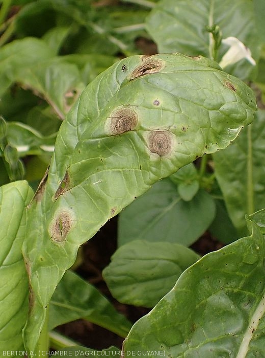 Alternaria spore spots on turnip leaf.  <i><b>Alternaria brassicicola</b></i>