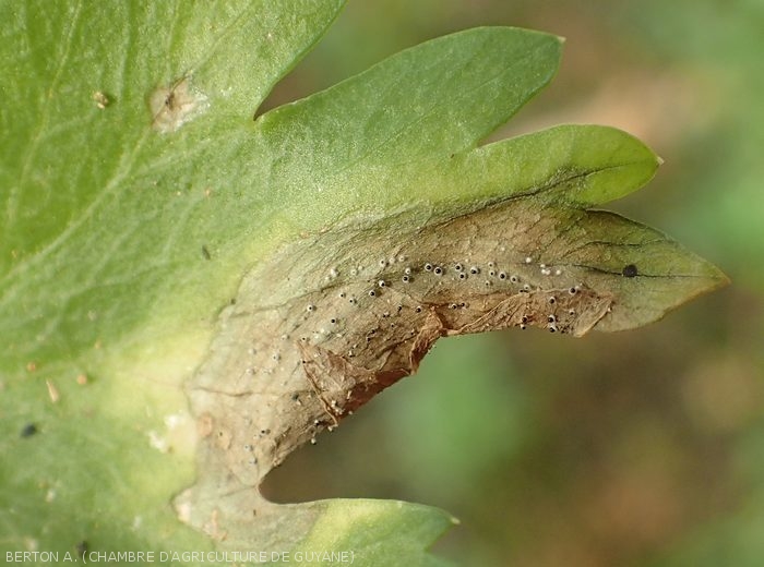 Spodochia grouped in a circle are visible on the lesion initiated at the periphery of a celery leaf.  The conidia en masse constitute the upper, black part of the sporodochia.  (<i><b>Myrothecium roridum</i></b>)